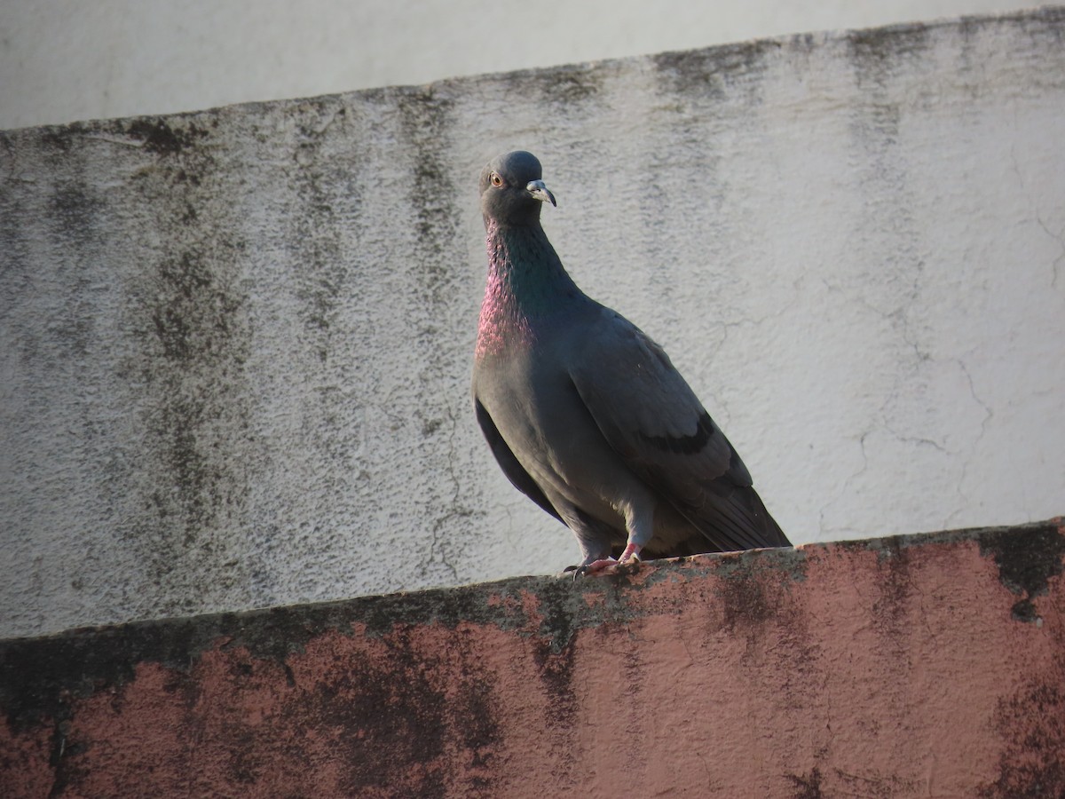 Pigeon biset (forme domestique) - ML619019461