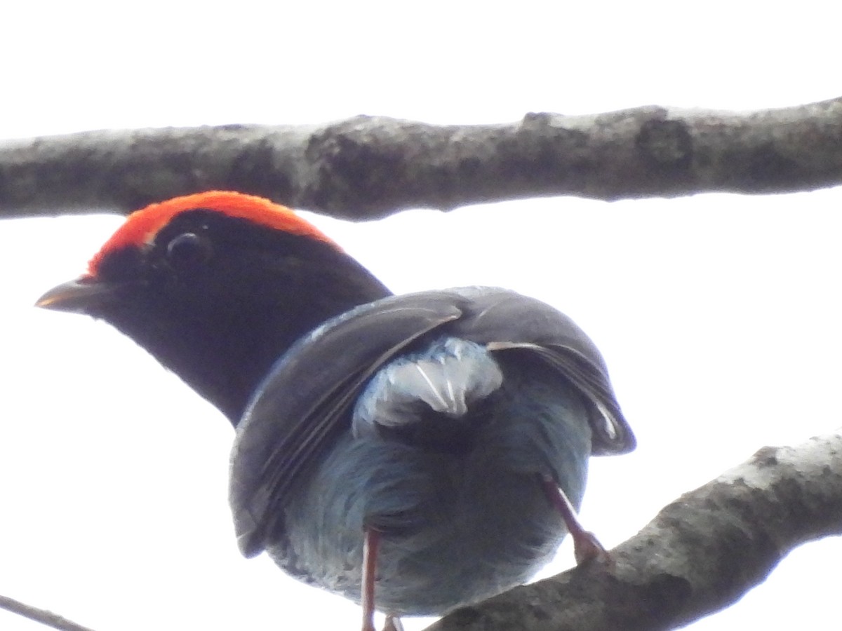 Swallow-tailed Manakin - ML619019476