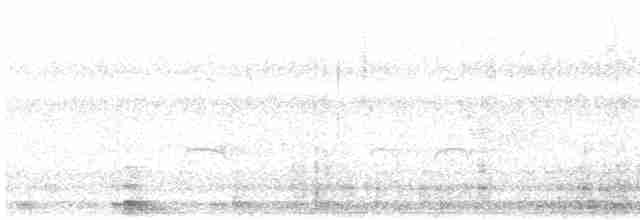 ústřičník velký (ssp. ostralegus/longipes) - ML619019500