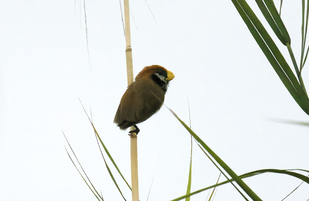 Black-breasted Parrotbill - ML619019505