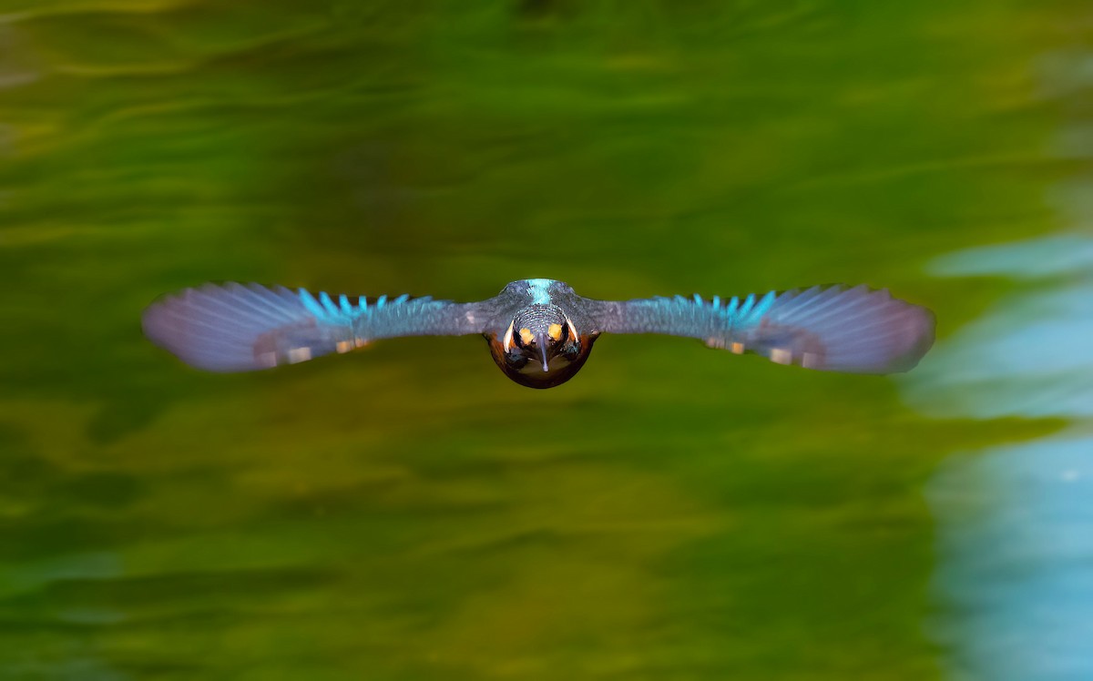 Common Kingfisher - ML619019516