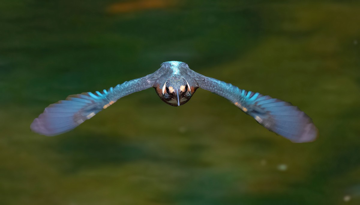 Common Kingfisher - ML619019517