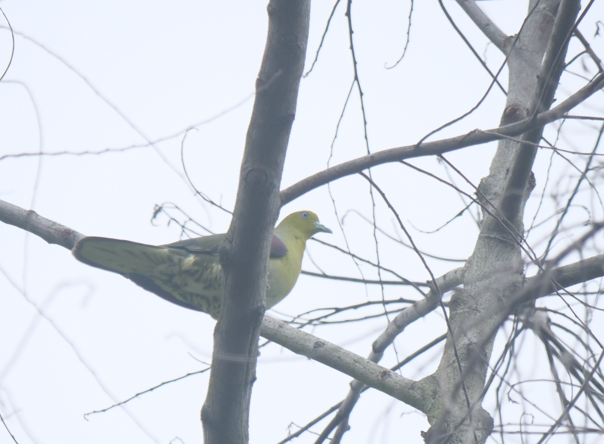 White-bellied Green-Pigeon - ML619019538