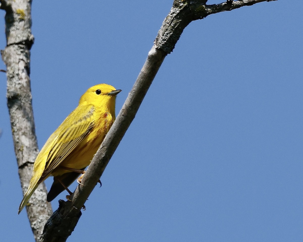 Yellow Warbler - Cate Hopkinson