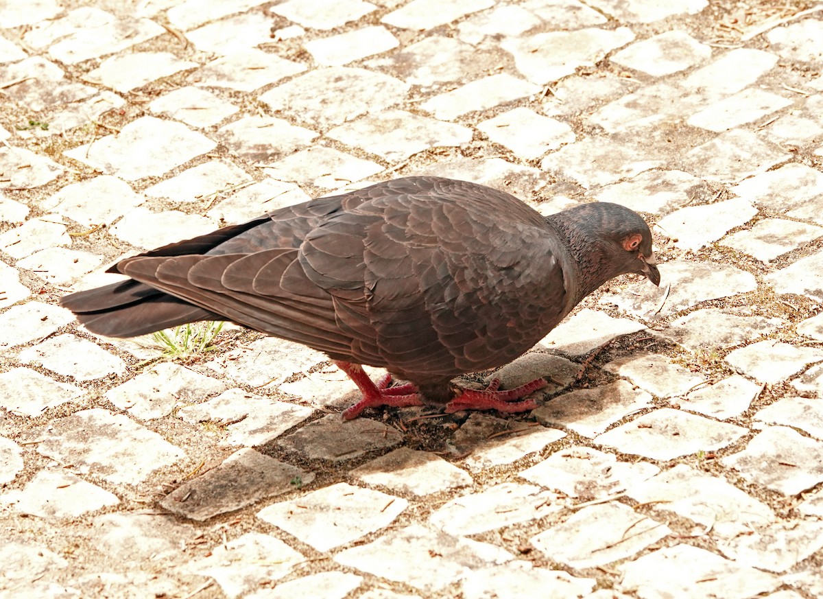 Rock Pigeon (Feral Pigeon) - ML619019573