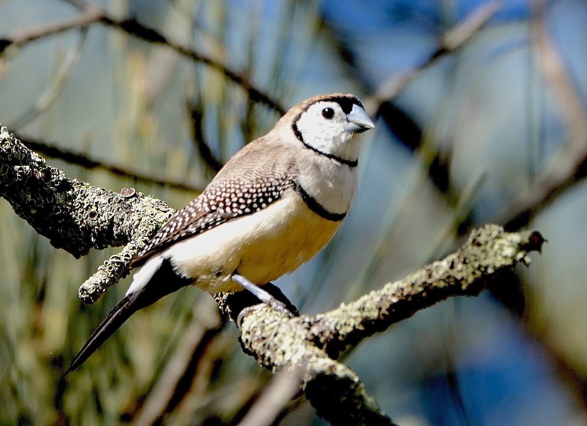 Double-barred Finch - Norm Clayton