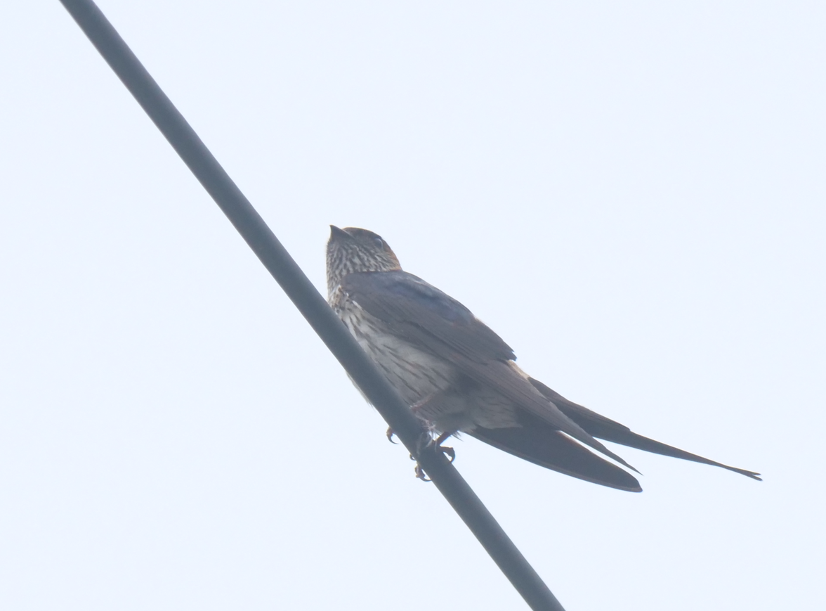 Striated Swallow - ML619019581
