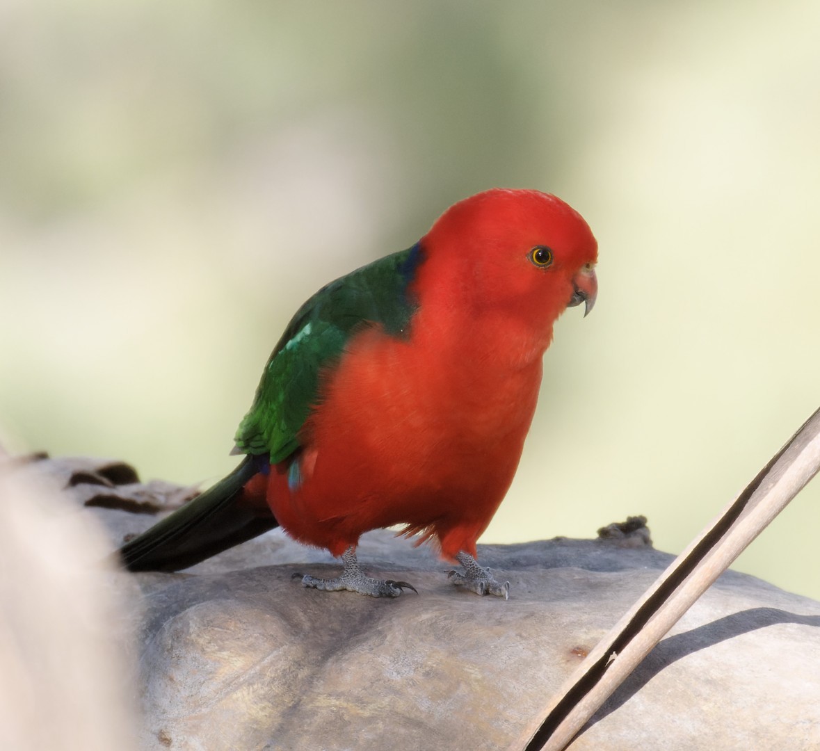 Australian King-Parrot - ML619019590