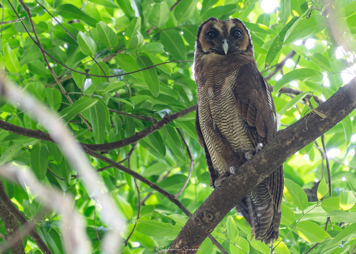 Brown Wood-Owl - ML619019602