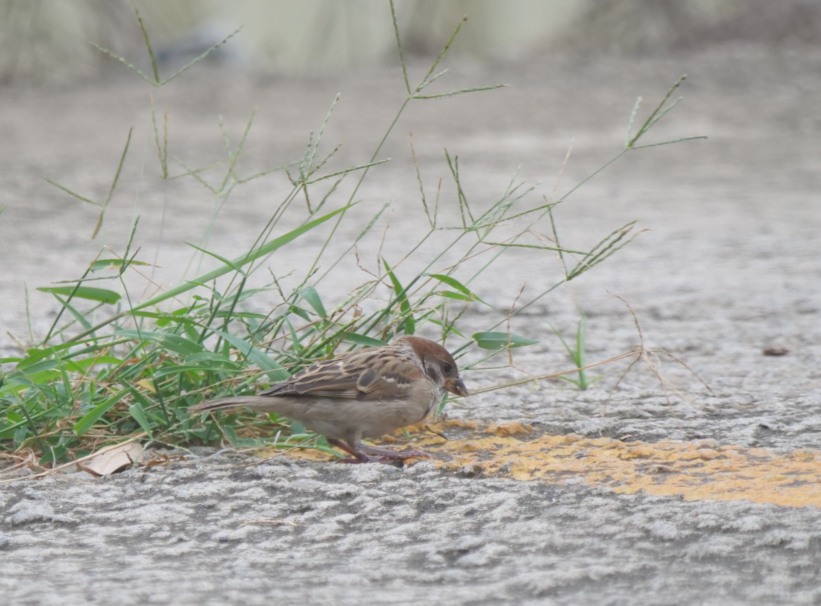 Eurasian Tree Sparrow - ML619019635