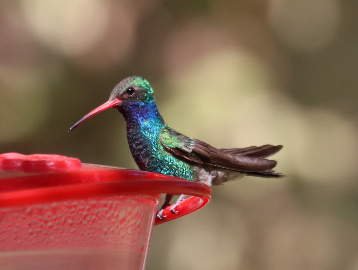 Broad-billed Hummingbird - ML619019648
