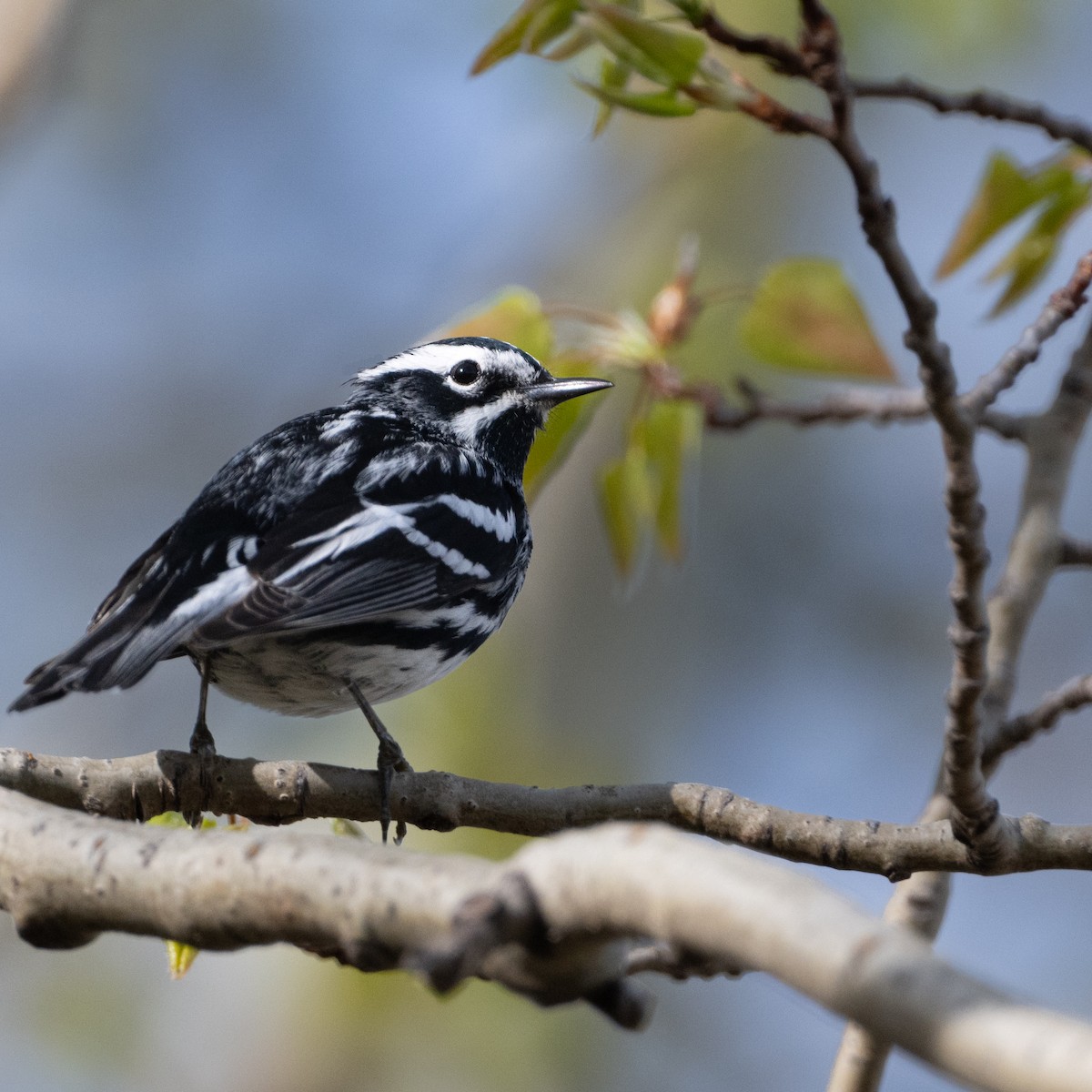 Black-and-white Warbler - ML619019702