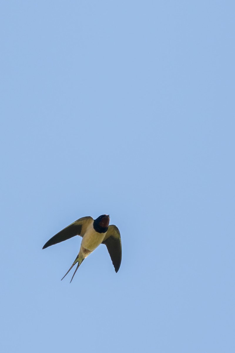 Barn Swallow - ML619019710