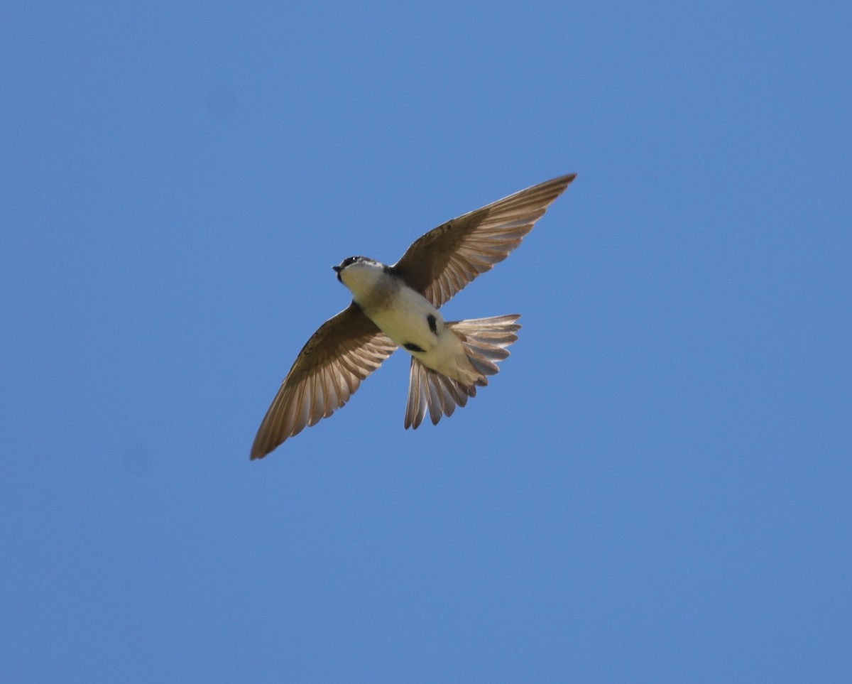 Tree Swallow - Laurel Barnhill