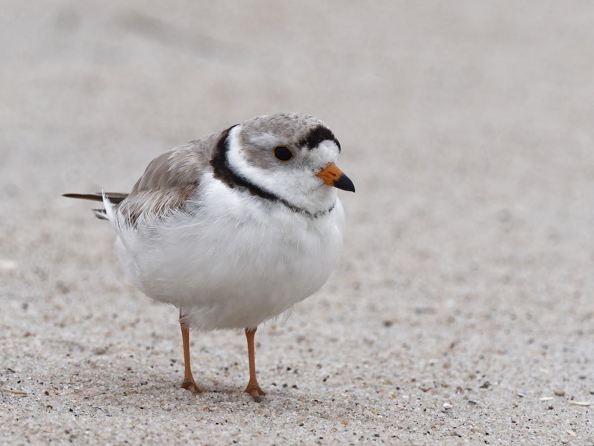 Piping Plover - ML619019742