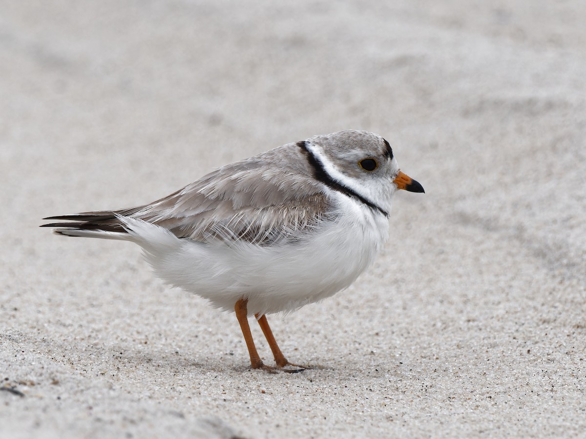 Piping Plover - ML619019743