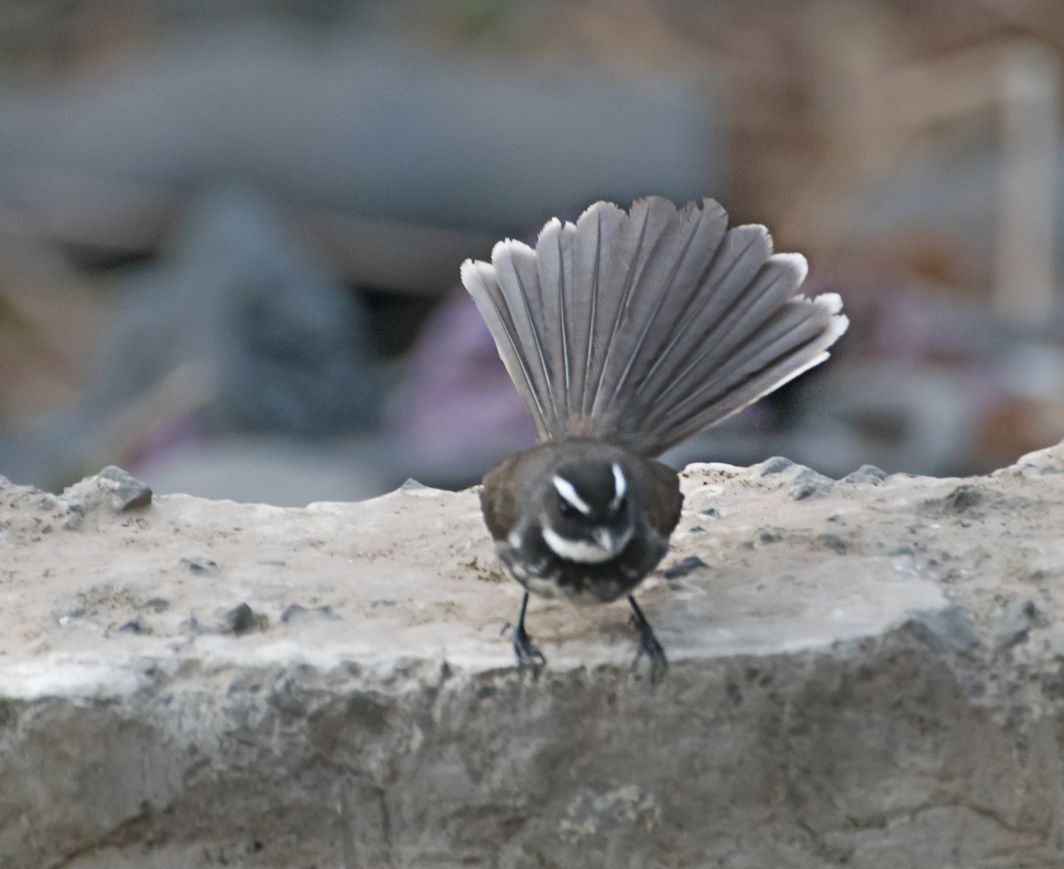 Spot-breasted Fantail - ML619019746