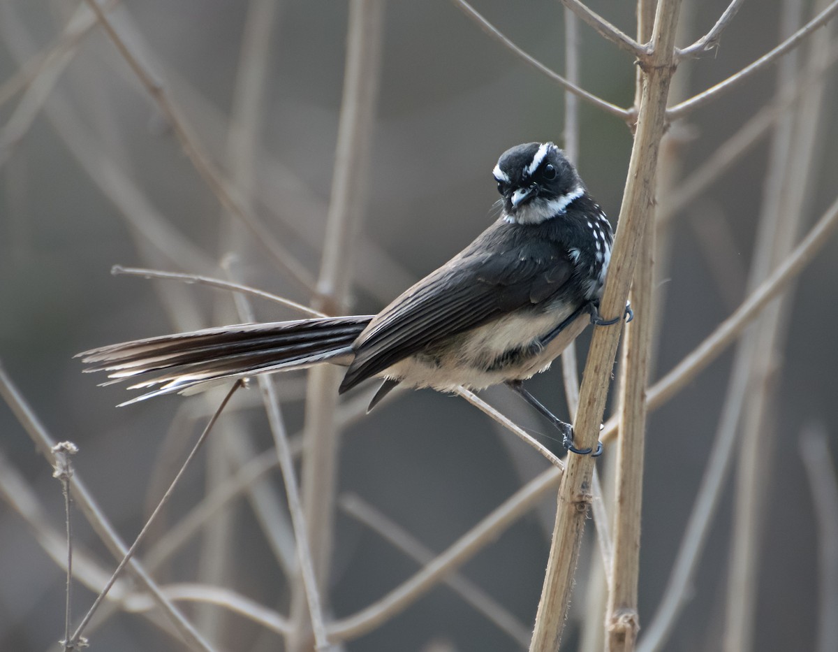 Spot-breasted Fantail - ML619019748