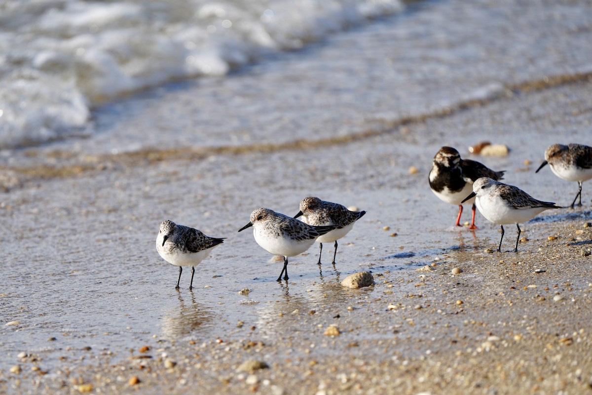 Sanderling - Willem Van Bergen