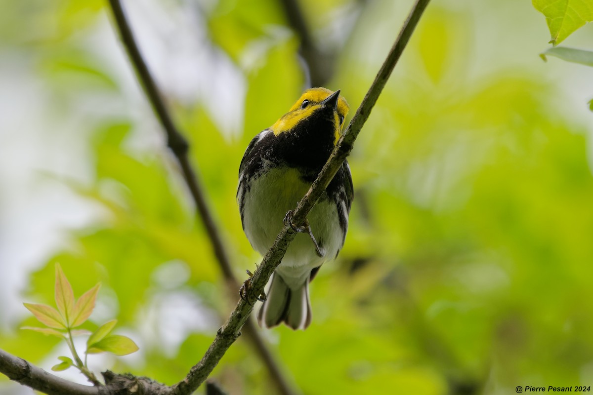 Black-throated Green Warbler - ML619019776