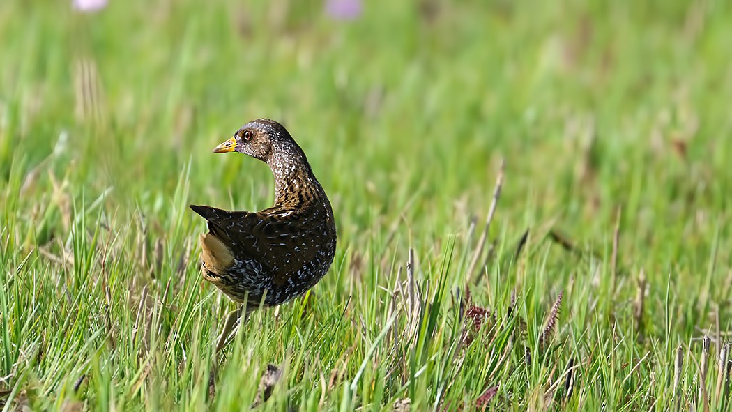 Spotted Crake - ML619019801