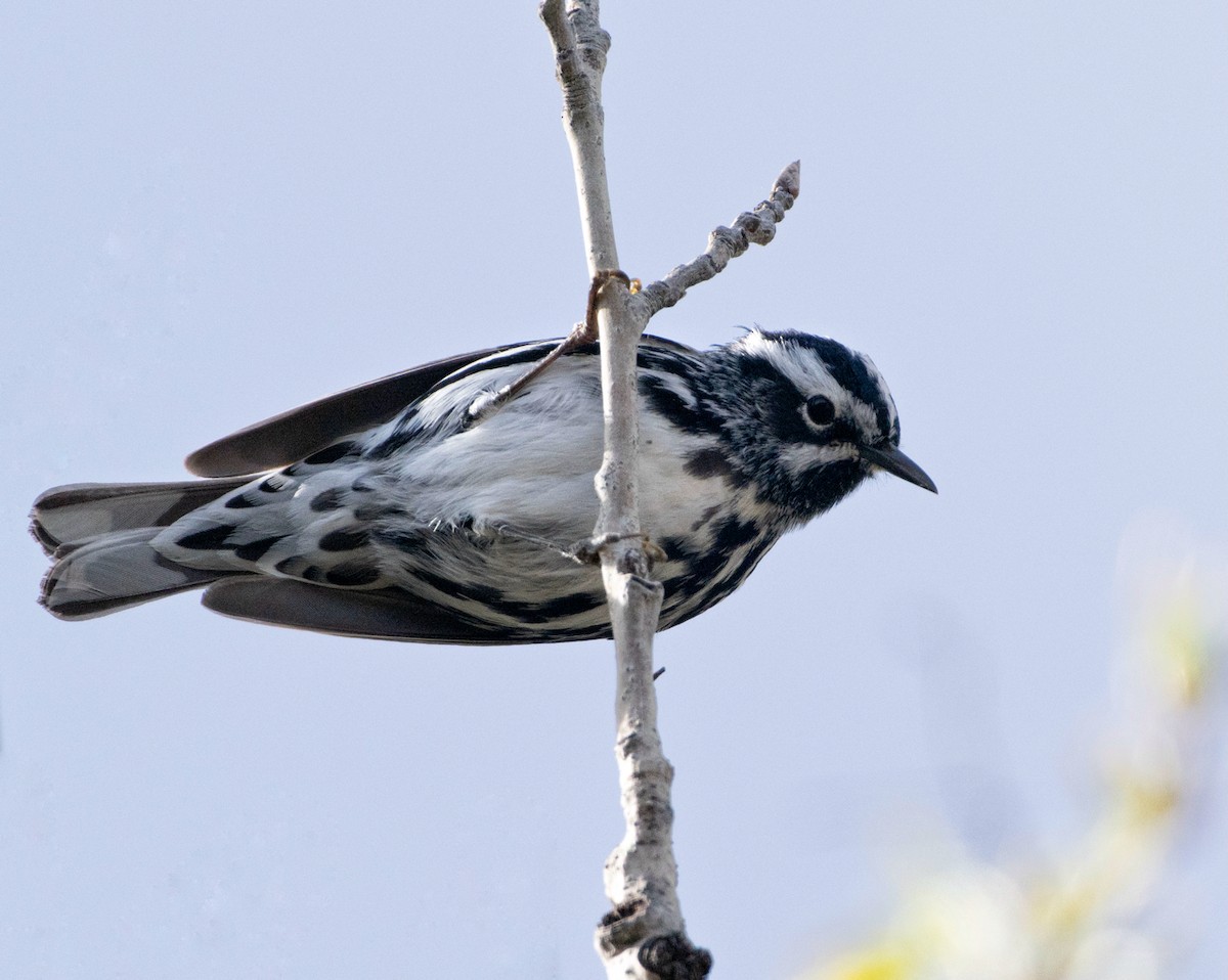 Black-and-white Warbler - ML619019823