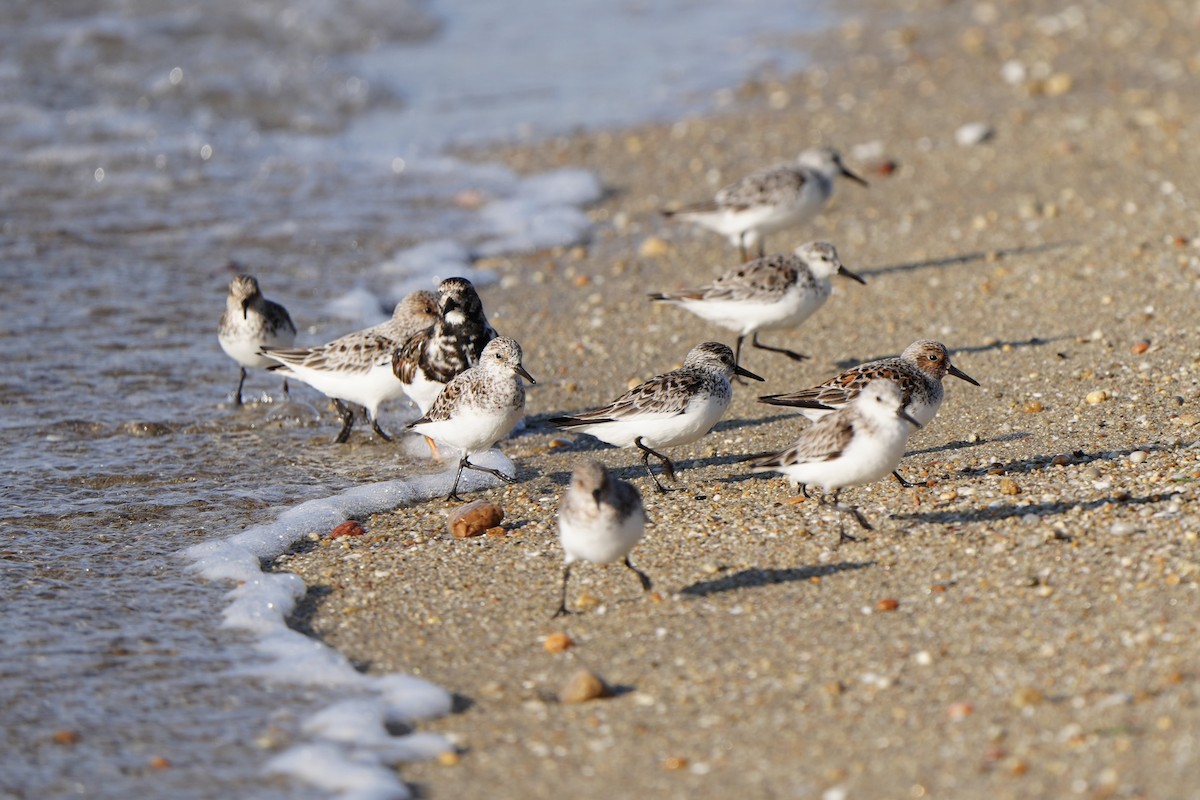 Sanderling - ML619019827