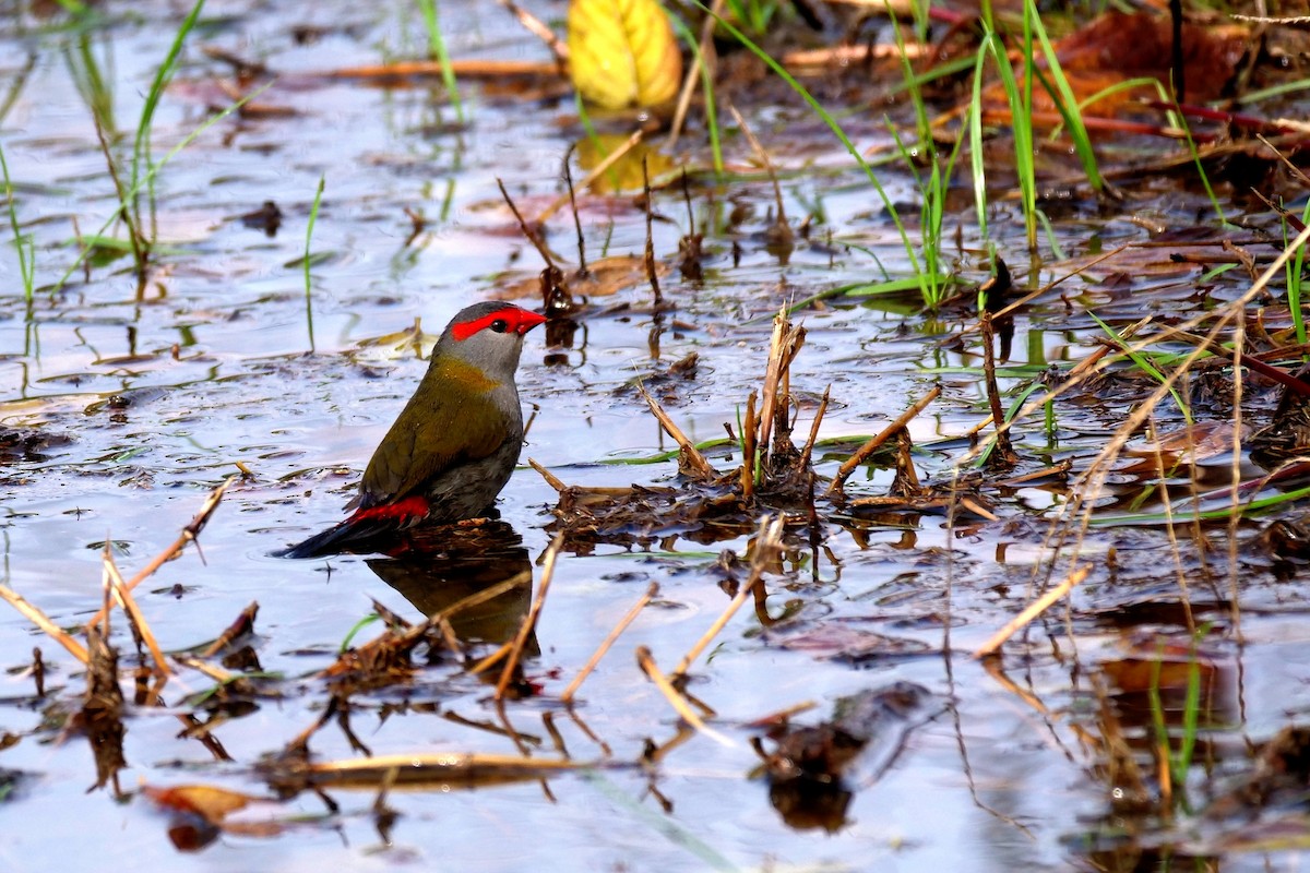 Red-browed Firetail - ML619019830