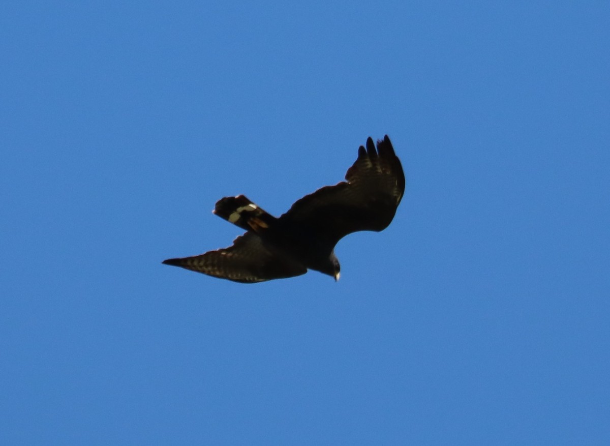 Zone-tailed Hawk - Juli deGrummond