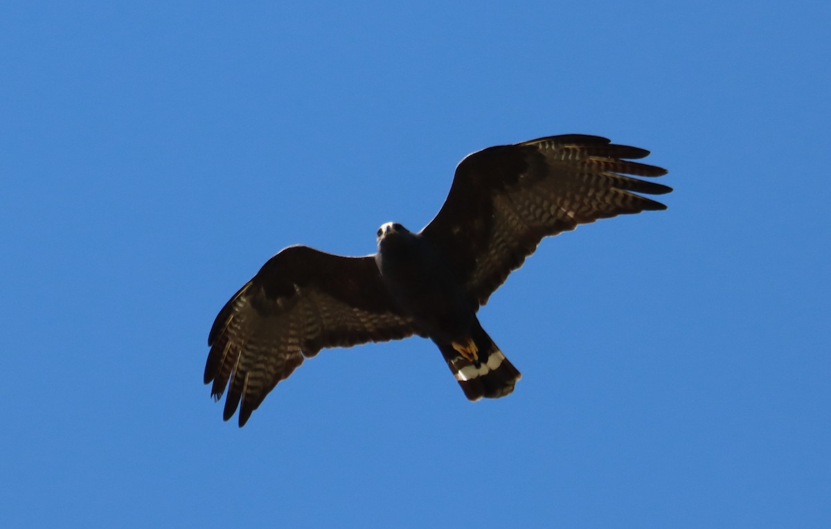 Zone-tailed Hawk - ML619019863