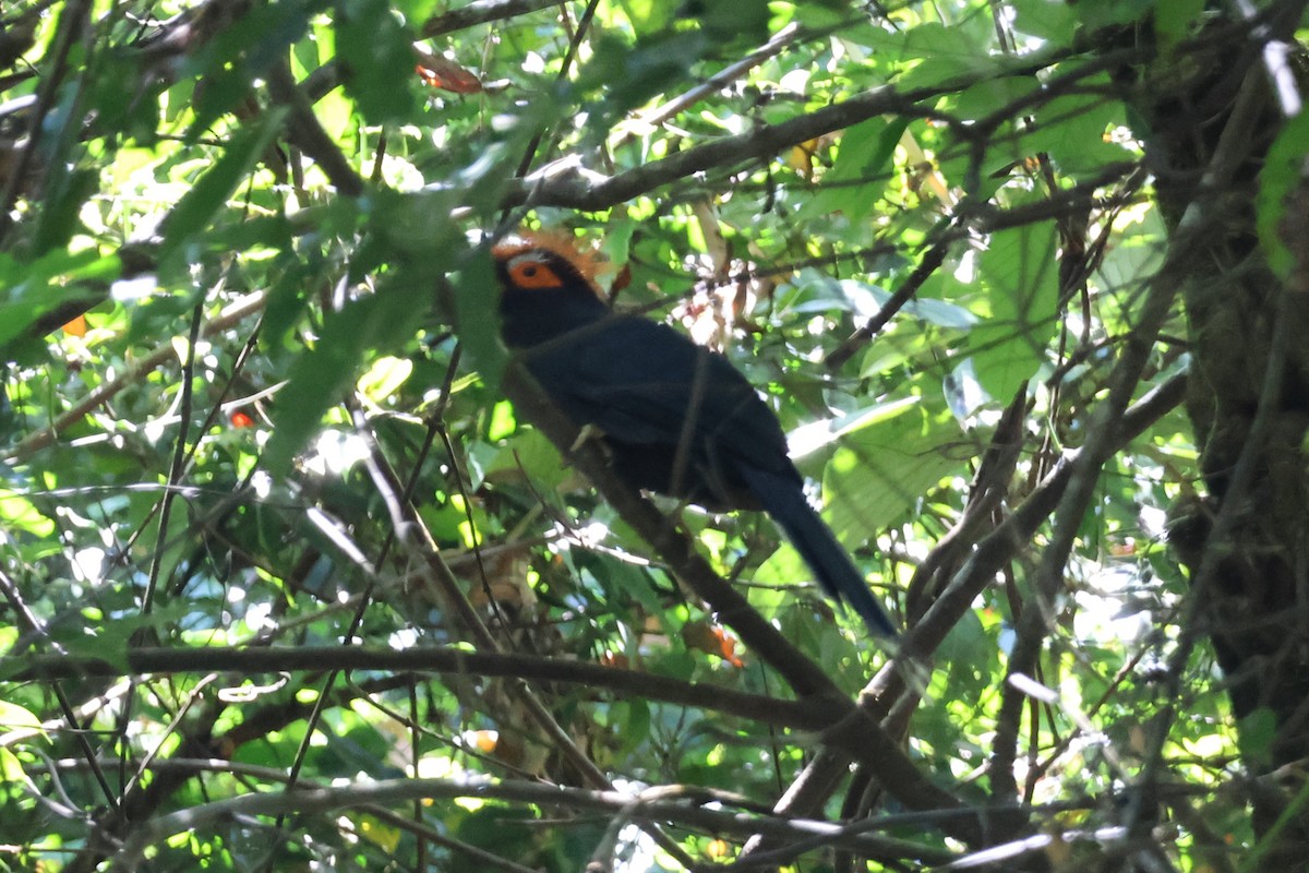 Red-crested Malkoha - ML619019864