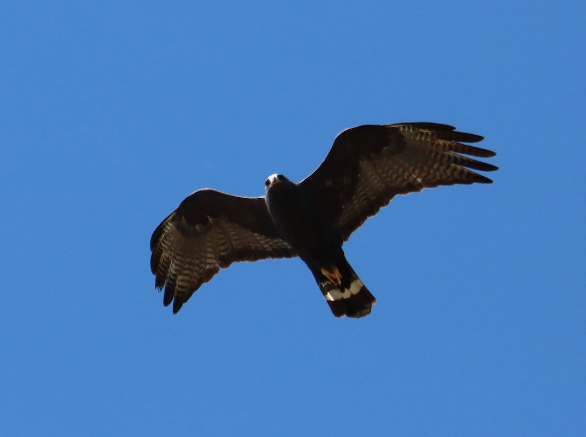 Zone-tailed Hawk - ML619019865