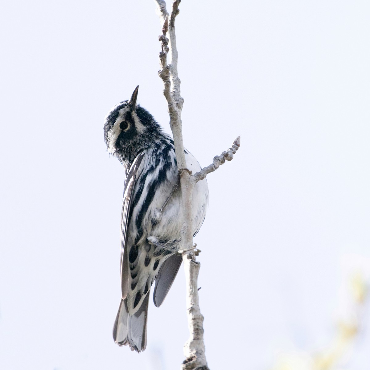 Black-and-white Warbler - ML619019868