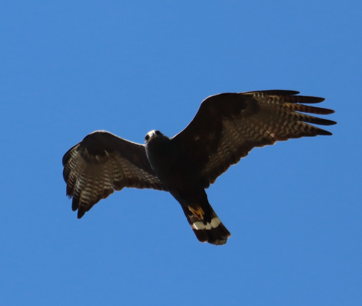 Zone-tailed Hawk - ML619019870
