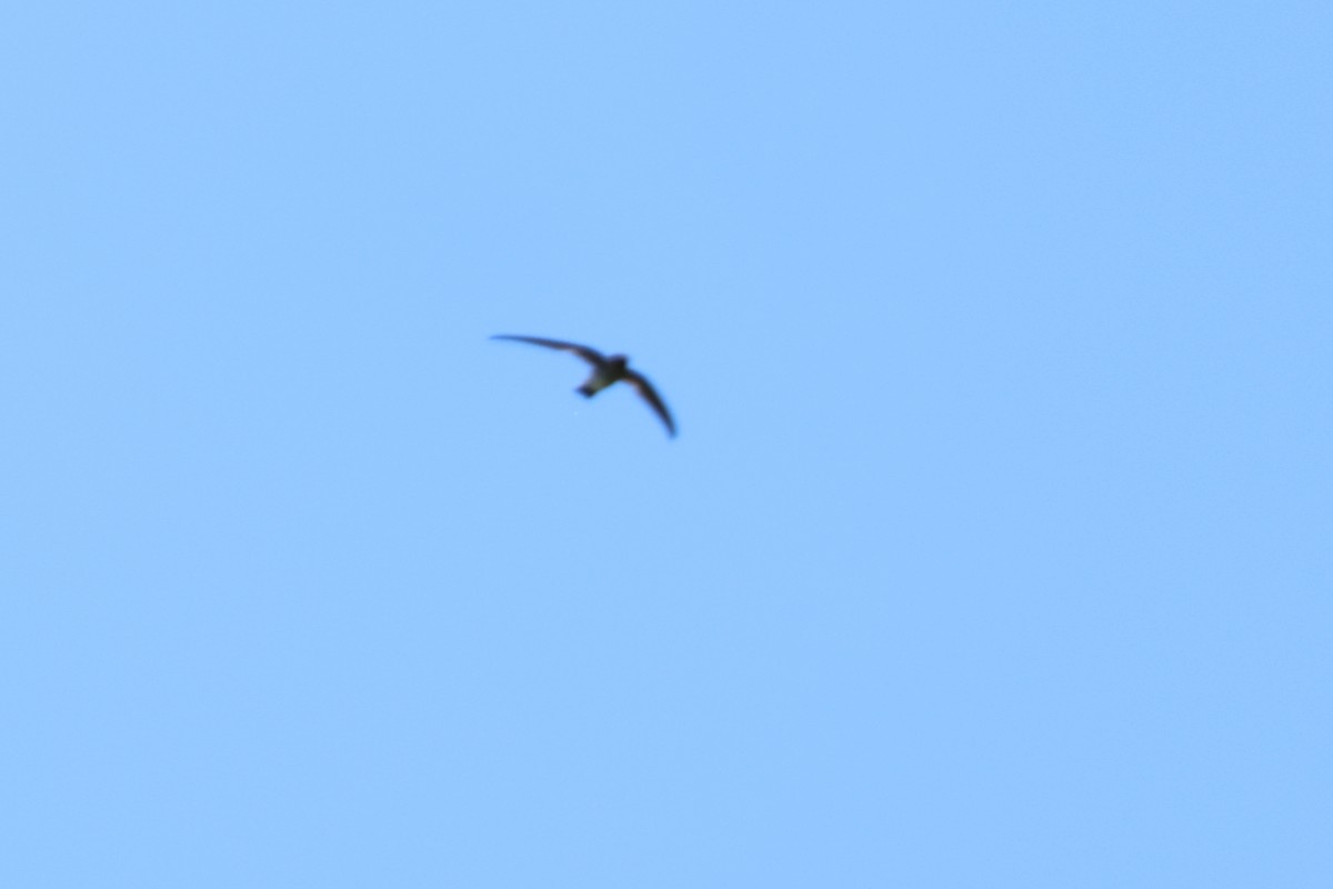 Gray-rumped Swiftlet - Jeremy Lindsell