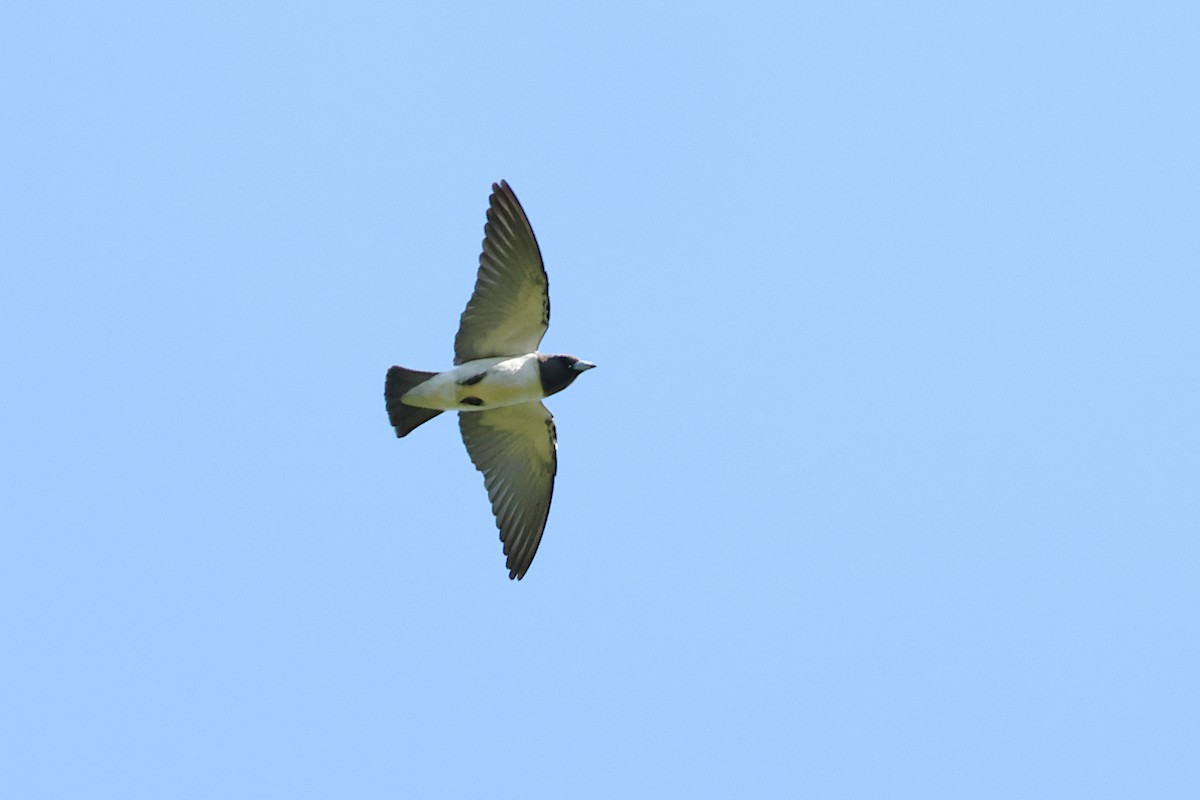 白胸燕鵙 - ML619019896