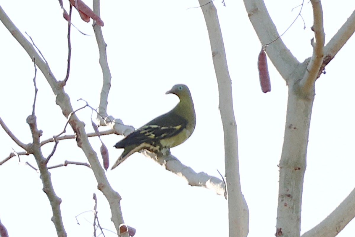 Philippine Green-Pigeon - ML619019935