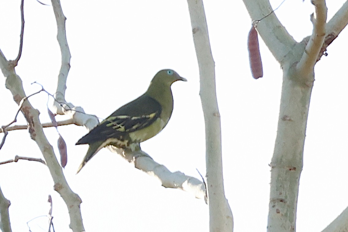 Philippine Green-Pigeon - ML619019936