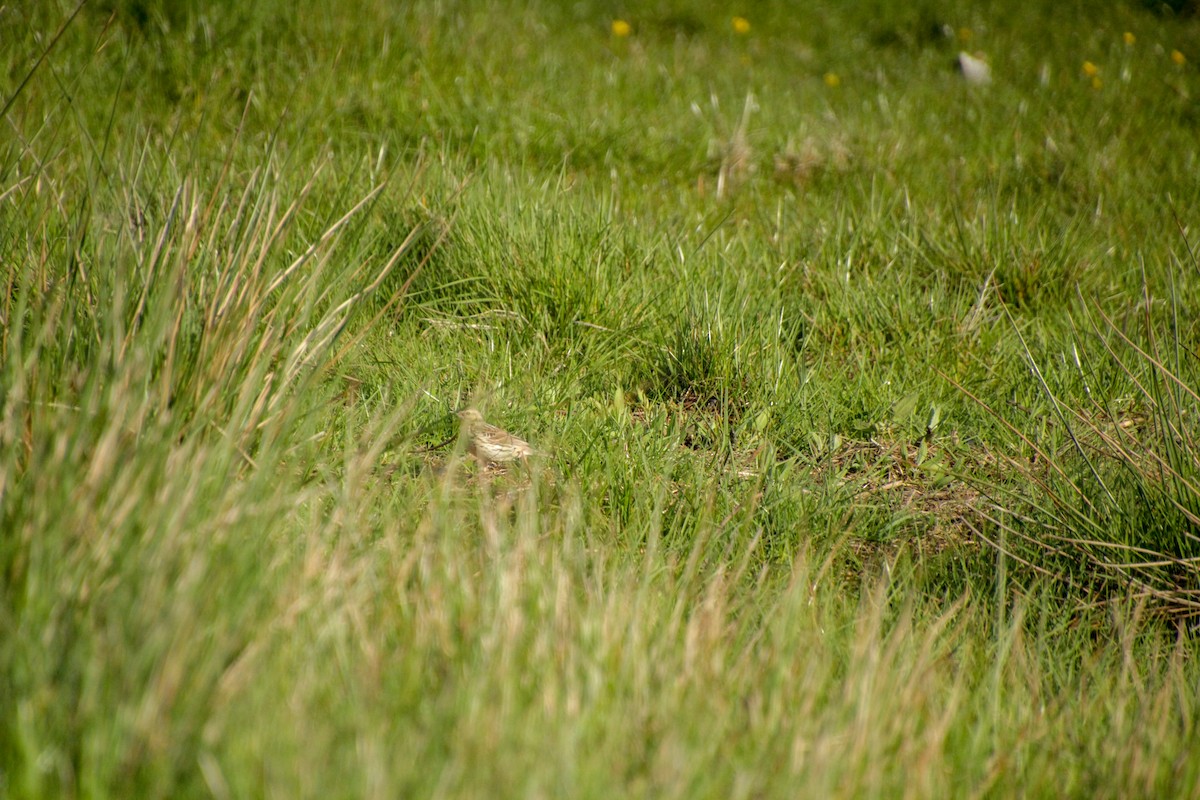 Meadow Pipit - Guillaume Calcagni