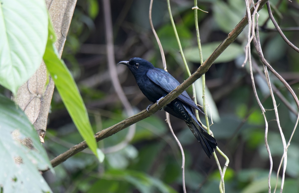 Square-tailed Drongo-Cuckoo - ML619019964