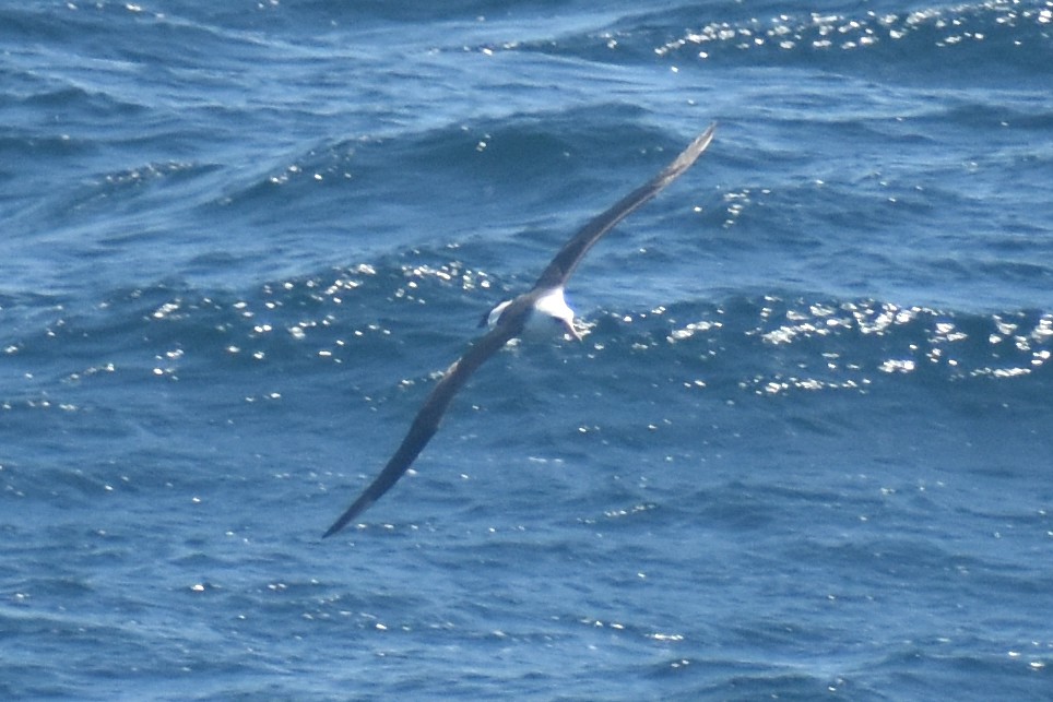 Laysan Albatross - ML619019992