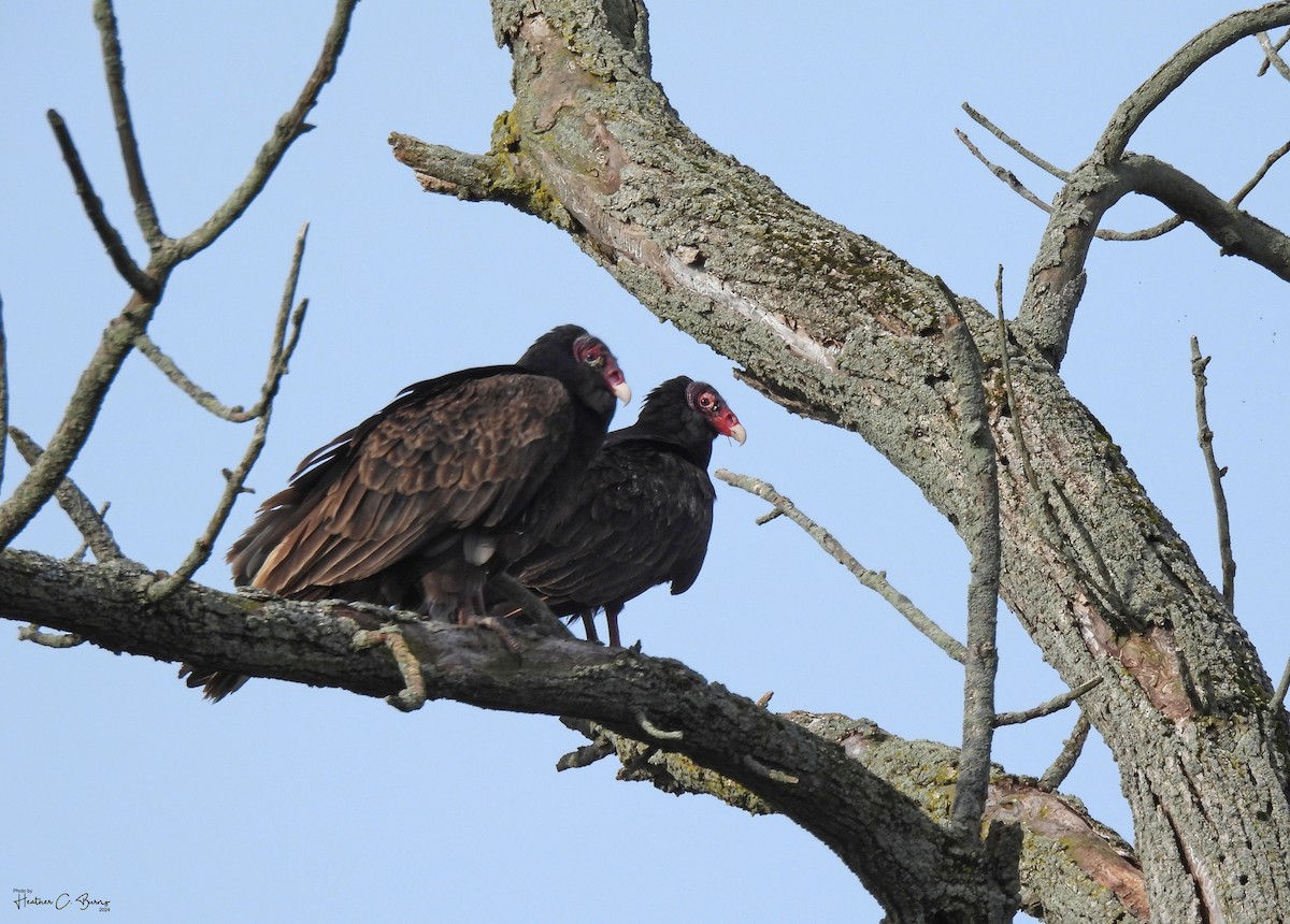 Turkey Vulture - ML619019993