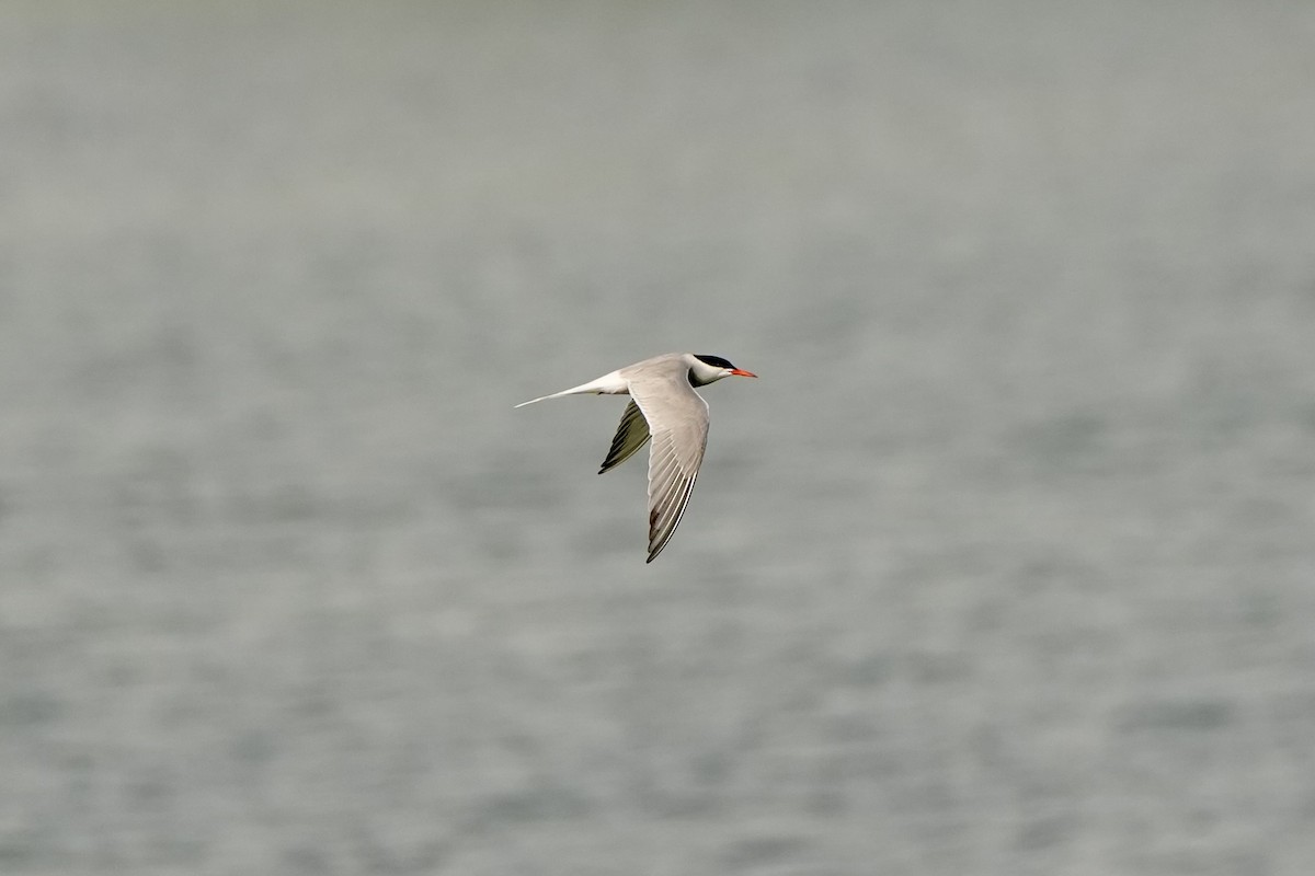Common Tern - ML619020005