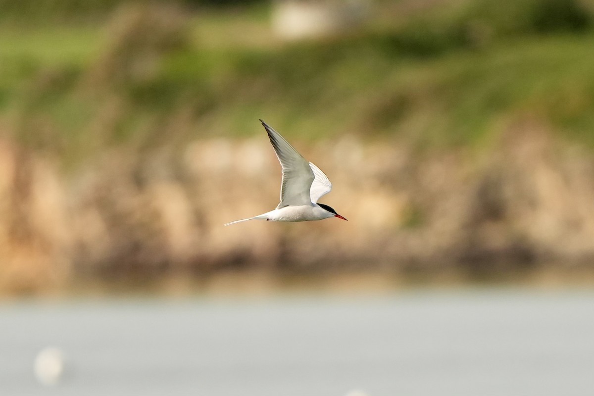 Common Tern - ML619020006