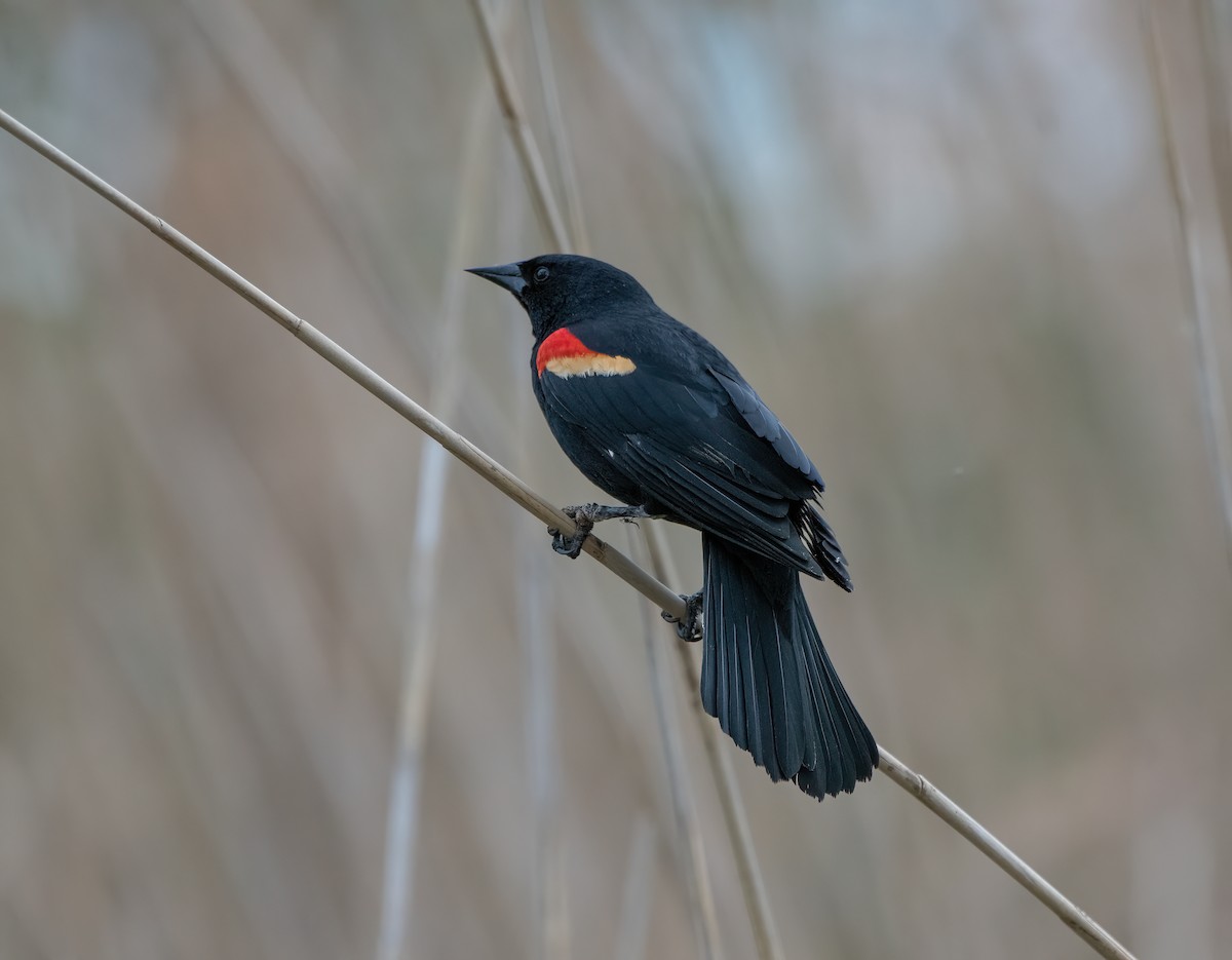 Red-winged Blackbird - Mike Good