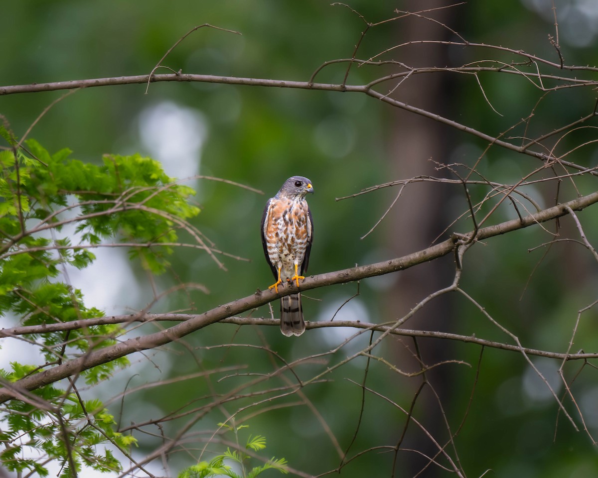 Chinese Sparrowhawk - ML619020014
