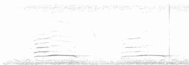 Indian Peafowl - ML619020023