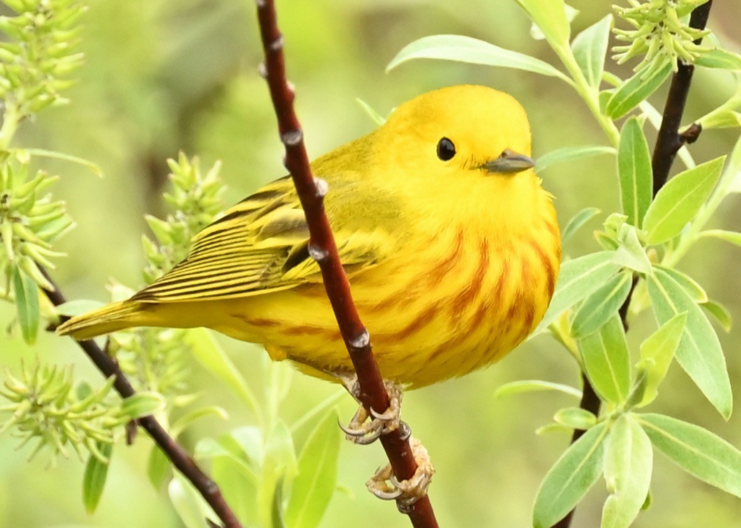 Yellow Warbler - Martin Côté
