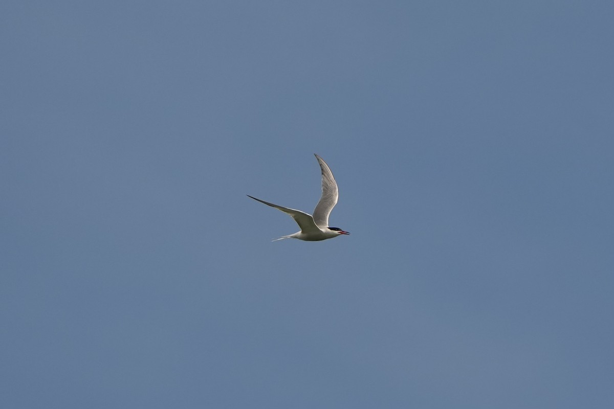 Common Tern - ML619020062