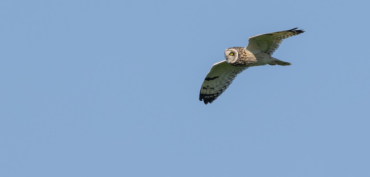Short-eared Owl (Northern) - ML619020106